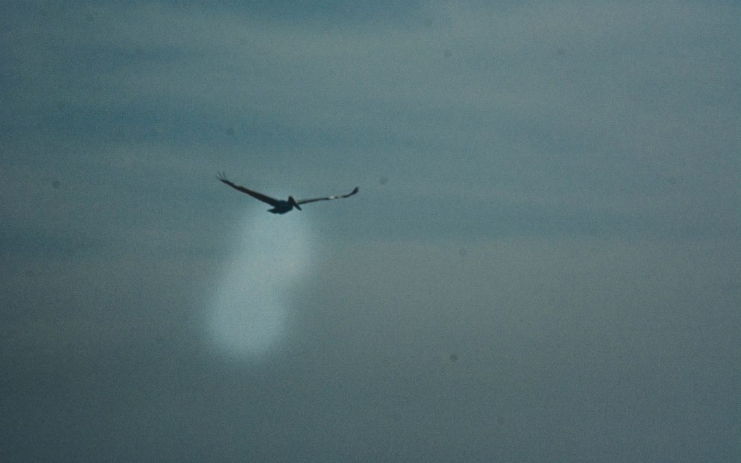 El derecho a la desesperanza