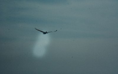 El derecho a la desesperanza